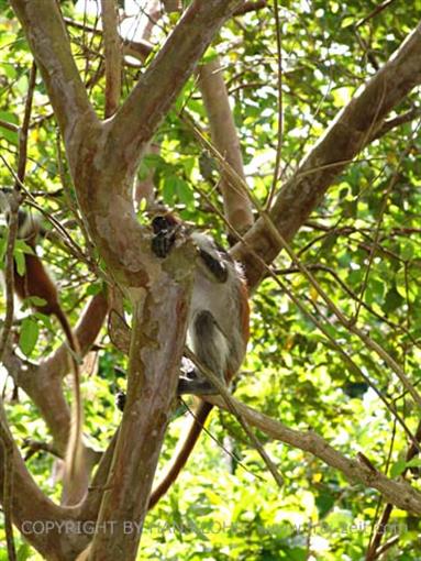 Monkeys and mangroves on Zanzibar, DSC06920b